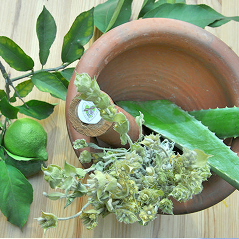 5 Miracle plants to lighten skin naturally.