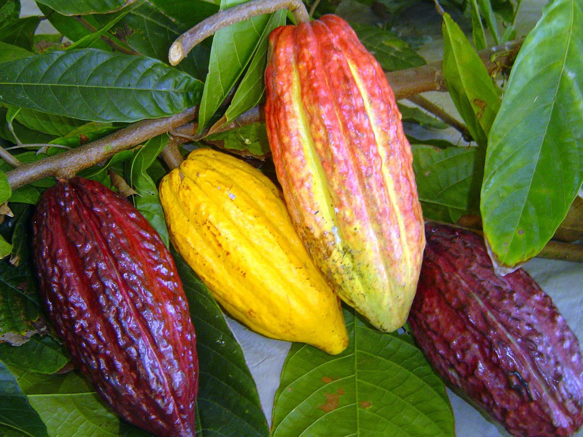 RAW CACAO SKINCARE OIL- True Superfood for a Glowing Complexion. Normal, Dry, Mature Skin Types