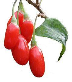 GOJI BERRY OIL - A Natural Facelift of Nourishing Superfoods for an Ageless and Beautiful Skin TerraTeva