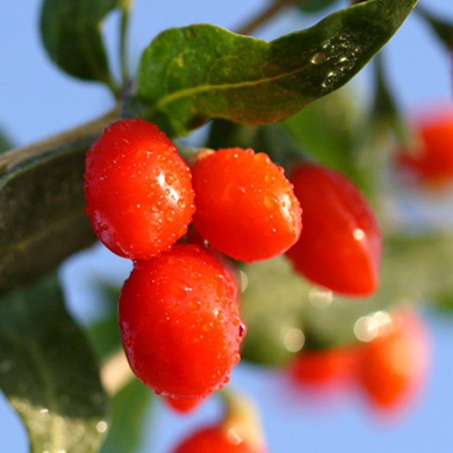 GOJI BERRY OIL - A Natural Facelift of Nourishing Superfoods for an Ageless and Beautiful Skin TerraTeva